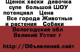 Щенок хаски, девочка супе, большой ШОУ потенциал › Цена ­ 50 000 - Все города Животные и растения » Собаки   . Вологодская обл.,Великий Устюг г.